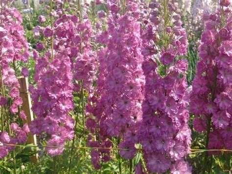Дельфиниум - посадка и уход, фото разных сортов дельфиниума