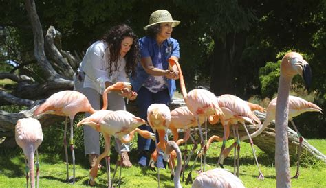 Villancicos Flamencos Antiguos 2