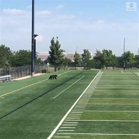 Bear Cub Frolics On An Empty Football Field Put Me In Coach A Bear