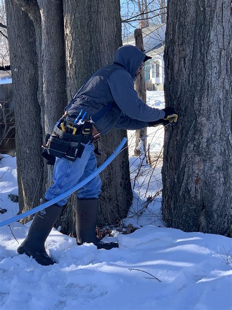 How Maple Syrup Is Made Tapping Maple Trees And Syrup Production