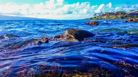 Napili Bay Beach Guide West Maui Hawaii