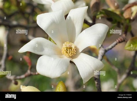 Magnolia Kobus Fragrant White Blossoms Of The Northern Japanese