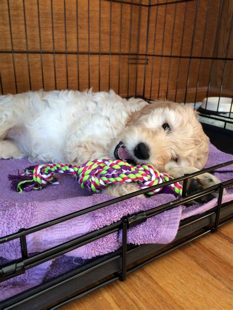 Pin by River Valley Goldendoodles on 2013 Goldendoodle Puppies | Training your puppy, Crate ...