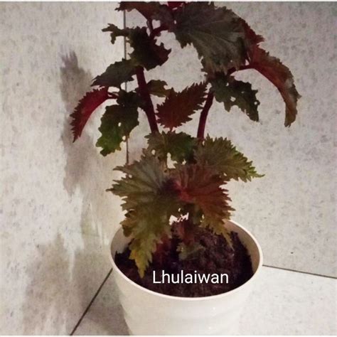 Jual Tanaman Hias Begonia Kriting Reaal Pict Shopee Indonesia