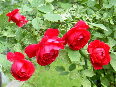 садовые цветы Роза плетистая белые, красные, оранжевые, желтые, розовые ...