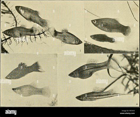 Aquatic Life 1918 1919 Stock Photo Alamy