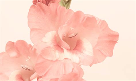 Henriëtte Faroche - Intégral - Huid reinigingsproducten.