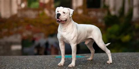 The Most Dangerous Dogs In The World