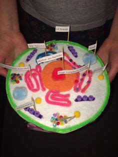 Styrofoam Labeled Animal Cell Model / How To Build An Animal Cell Model ...