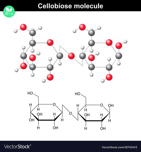 Cellobiose molecular formula Royalty Free Vector Image