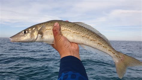 yorke peninsula king george whiting catch  dine