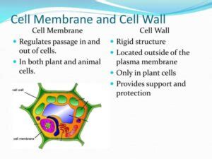 11 Interesante Diferencia Entre La Pared Celular Y La Membrana Celular