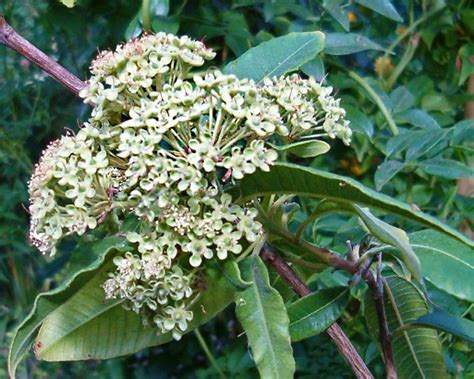 Купить семена Мирт лимонный Backhousia citriodora в Москве: доставка ...