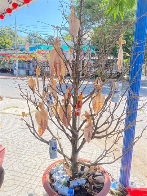 cay mai ngay tet viet boi tomri