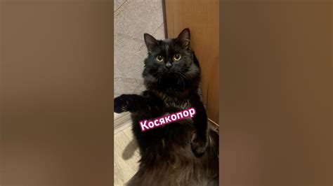 Изи в косяках 😺 #жизнь #cat #изи #кот #жизнькота #изикот - YouTube