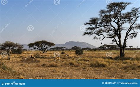 Lion Pride at African Landscape Stock Image - Image of africa, desert ...