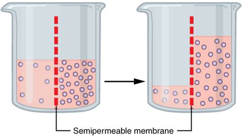 Osmosis Wikipedia