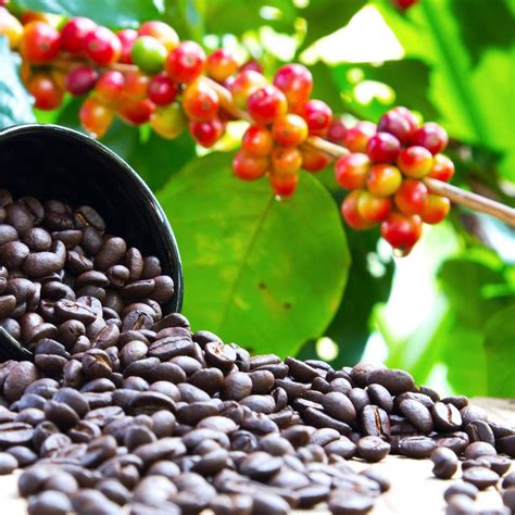 kenya coffee beans  ultimate guide jrrjs