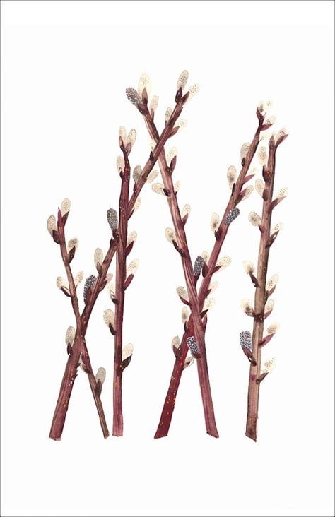 Pussy Willows Print Of Watercolor Painting Botanical Spring Etsy