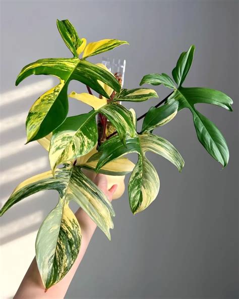 Florida Beauty Philodendron Stunning Growth