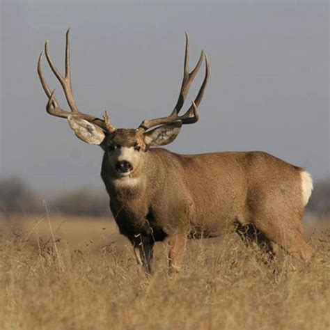 Best 25+ Mule Deer ideas on Pinterest | Mule deer buck, Mule deer