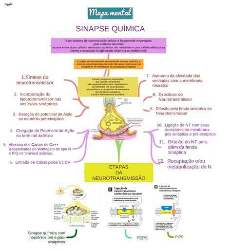 Sinapse Quimica Etapas Da NeurotransmissÃo 2 Incorporação Do