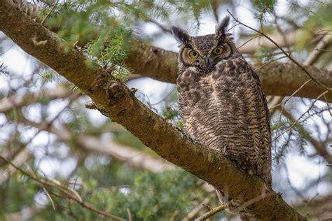 Audubon Society updates birdwatching checklist | South Whidbey Record