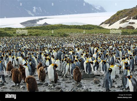 King Penguin Colony with glacier in background at St Andrews Bay, South