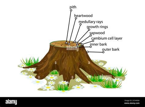 Anatomy Of A Tree Structure Of The Slice Of The Tree Layers In Cross