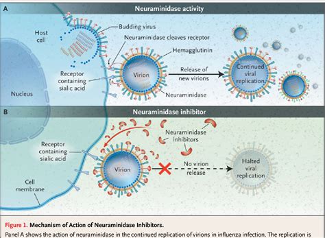 Neuraminidase | Semantic Scholar