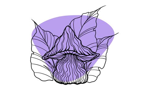 Z Strain Magic Mushrooms Potency Effects And Growing Tips Tripsitter
