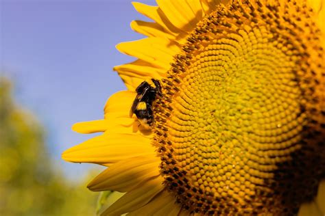 Girasol Abeja Polinización Foto gratis en Pixabay Pixabay