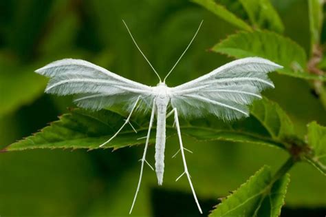 Пальцекрылка пятипалая