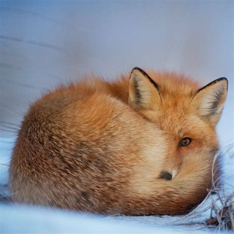 Спокойной Ночи Лисичка Картинки – Telegraph