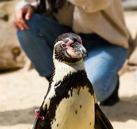 Meet the penguins | London Zoo