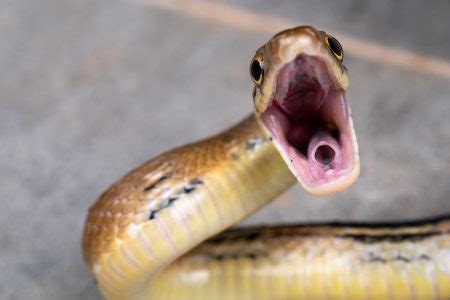 Fechar a cobra amarela é a boca aberta para pronta para lutar e