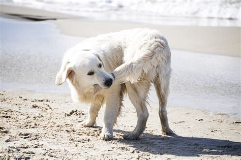 Dogs Communicate With Their Tails: Here's What Tail Wagging To The Left ...