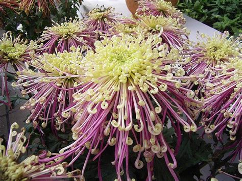 where to buy japanese chrysanthemums plant | Chrysanthemum plant ...