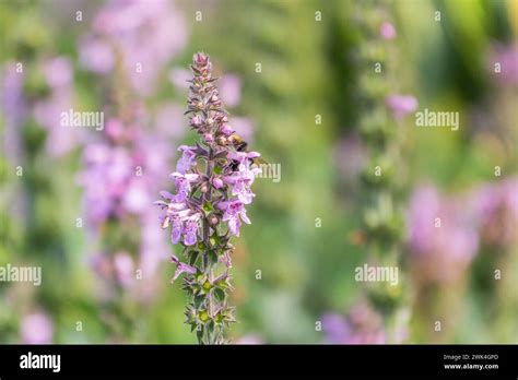 Close Up Of Stachys Officinalis Betonica Officinalis Foliage Betonica