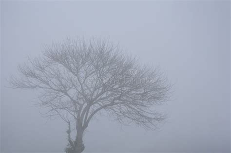 1 656 Naked In The Woods Stock Photos Free Royalty Free Stock Photos From Dreamstime