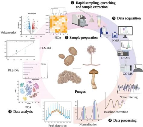 Fungal Metabolomics Analysis Lifeasible