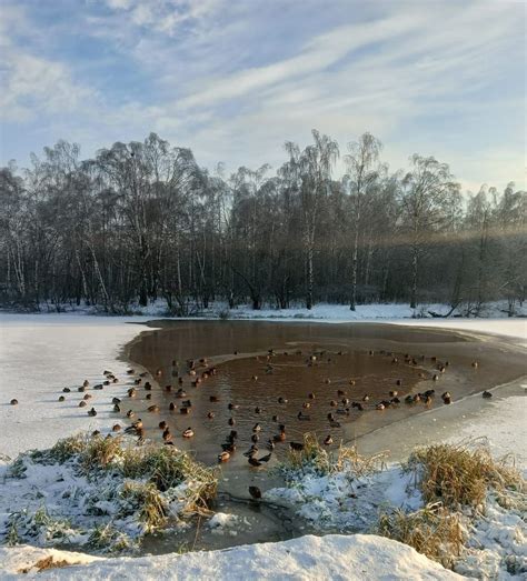 Более 100 уток остались на зимовку в Нижнем Новгороде | Информационное ...