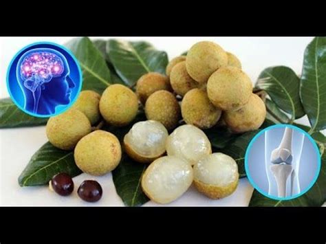 top  amazing health benefits  longan fruit fresh fruit fruit