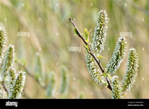 Pussy Willow Salix Caprea Also Known As Goat Willow And Great Sallow Close Up Of Group Of