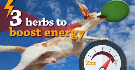 5 Nutritious Herbs Every Dog Needs | Dogs Naturally | Dogs naturally ...