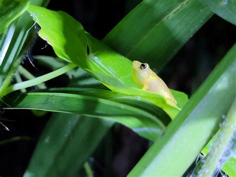 How a Common Economic Theory Could Help Save Endangered Frogs | SECASC