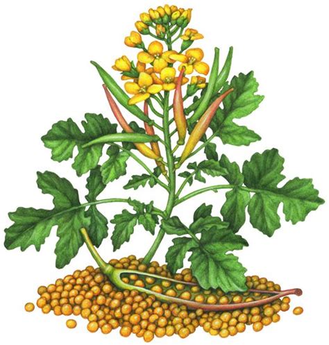 Botanical Illustration Of A Mustard Plant With Yellow Flowers Seed