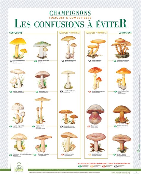 Culture Des Champignons De Couches Et De Bois Et 9
