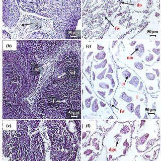 Sex Determining Mechanisms In Bivalves Request PDF