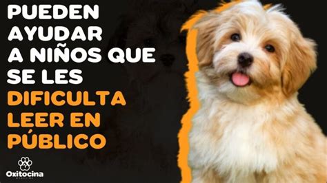 Descubre Por Qu El Bichon Habanero De Pelo Corto Es La Raza Perfecta